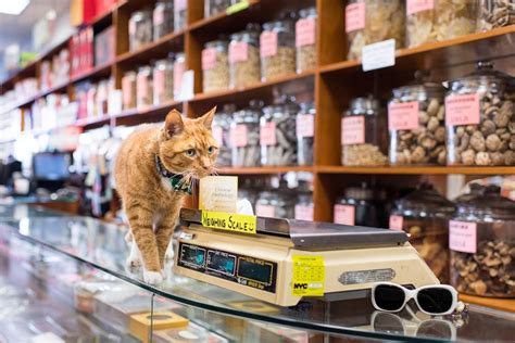Cat shop. Things To Know About Cat shop. 
